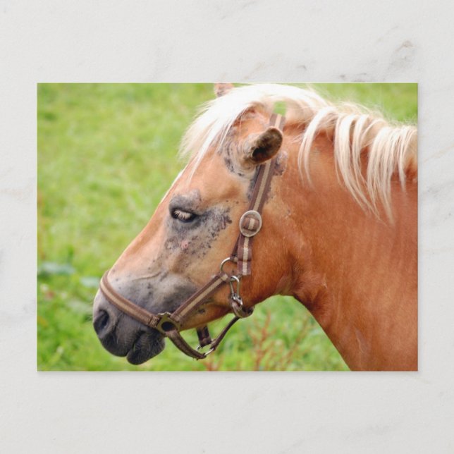 Rosshead 003 postkarte (Vorderseite)