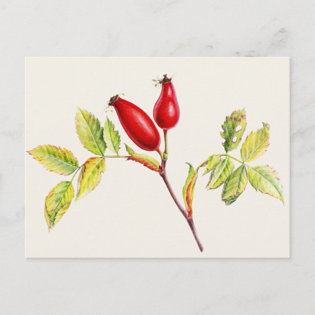 Rosships, Rosa canina in Aquarellfarben, Postkarte (Vorderseite)
