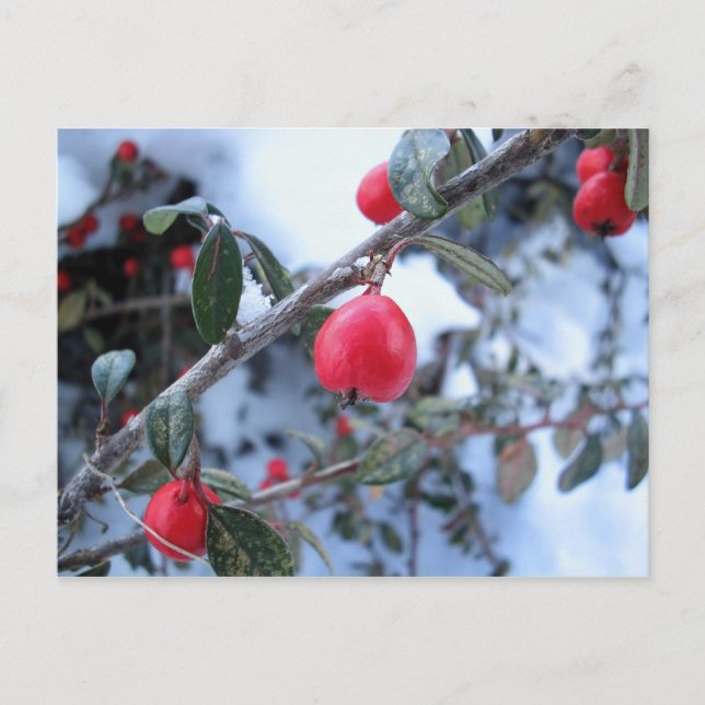 Rossholbeeren Postkarte (Vorderseite)