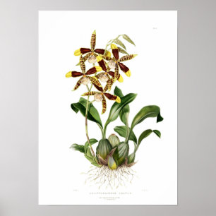 Rossioglossum von Miss Drake. Poster