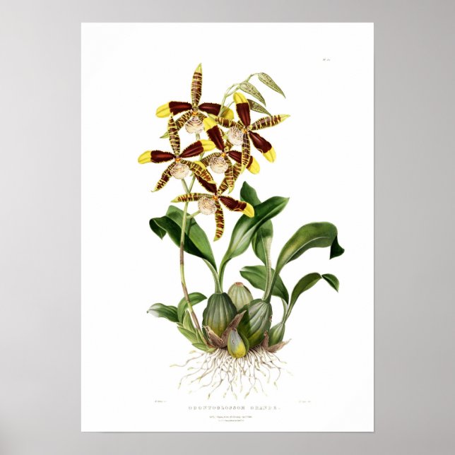 Rossioglossum von Miss Drake. Poster (Vorne)