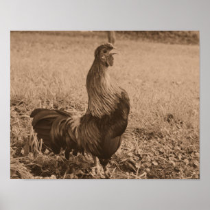 Roster Crowing in Sepia Brown Farm Animal Poster