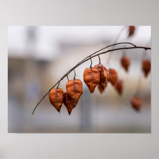 Rostige Herbstsamekapseln Poster