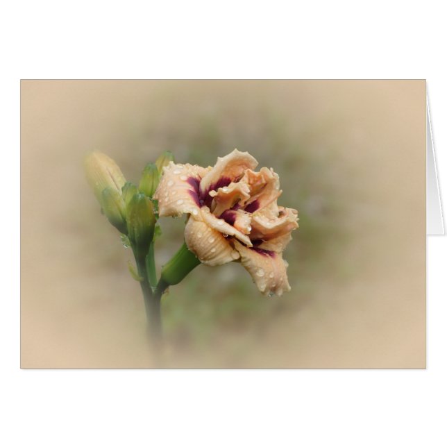 Roswitha - Taglilie (Vorderseite (Horizontal))