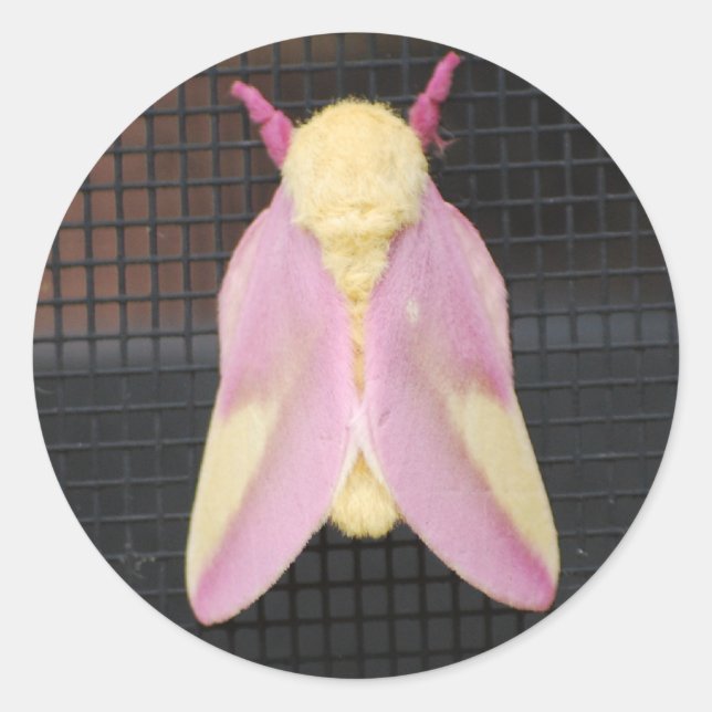 Rosy Maple Moth Aufkleber (Vorderseite)