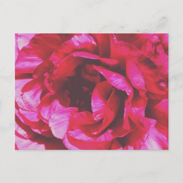 Rosy-Rose Postcard Postkarte (Vorderseite)