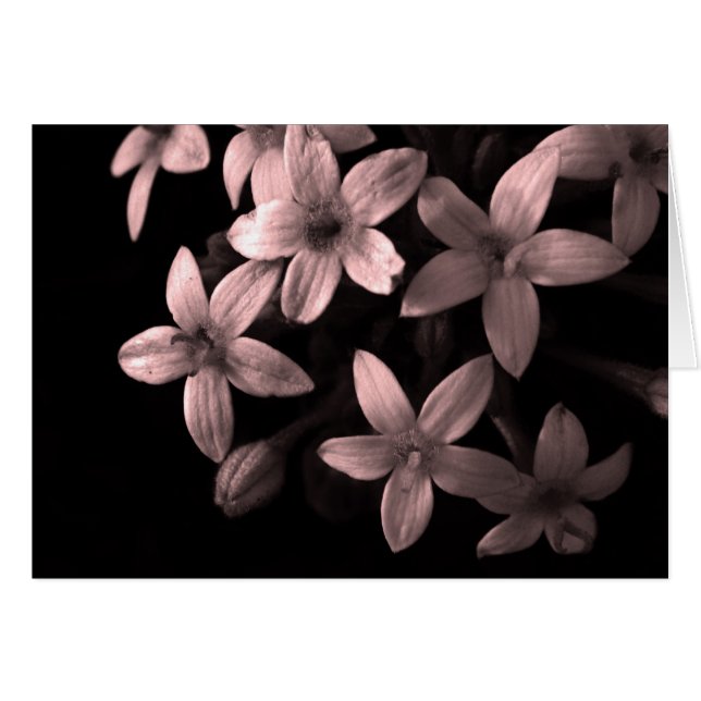 rot (Vorderseite (Horizontal))