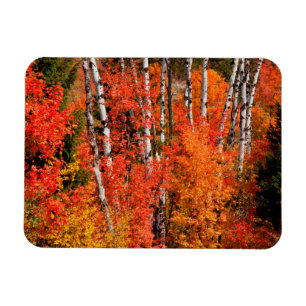 Rot-Ahorn (Acer Rubra) und Espen Magnet