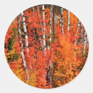 Rot-Ahorn (Acer Rubra) und Espen Runder Aufkleber