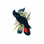 Rot angebunden, schwarze (Banksian) Cockatoos. Freistehende Fotoskulptur<br><div class="desc">Ein Paar Rot angebunden, schwarze (Banksian) Cockatoos. Diese schönen Vögel sind nach Australien gebürtig. Der erwachsene Mann ist im Allgemeinen herum 60 Zentimeter (24 herein) im Länge. Die Frauen sind mit gelb-orangeen Streifen im Schwanz und im Kasten und dem gelben Ordnen zu den roten Stellen auf den Backen und den...</div>