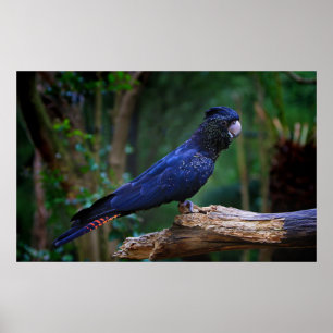 Rot-angebundener Cockatoovogel Poster