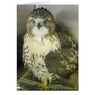 Rot angebundener Falke