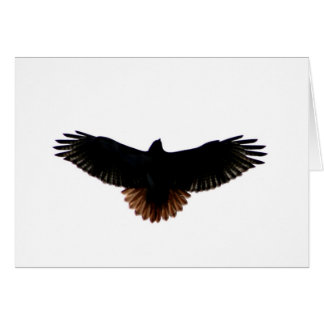 Rot-angebundener Falke