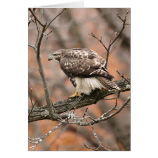 Rot-angebundener Falke