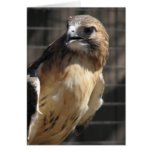 Rot-angebundener Falke/Bussard