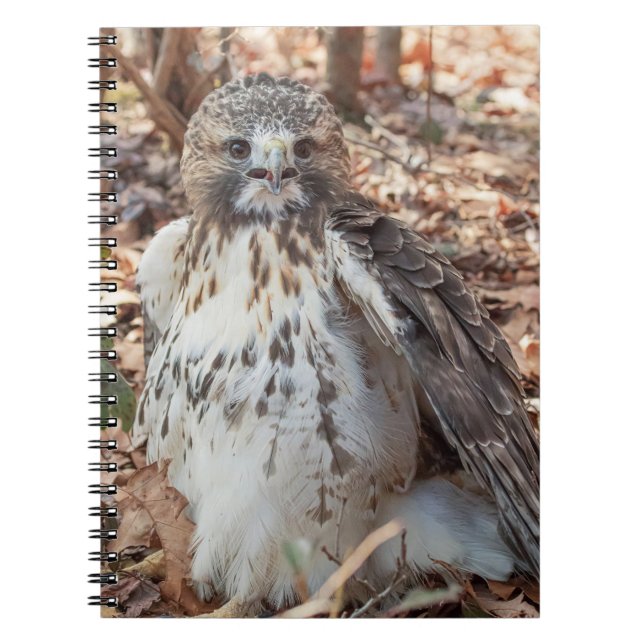 Rot angebundener Falke Notizblock (Vorderseite)