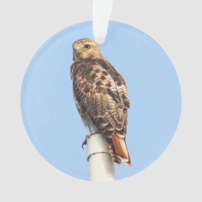 Rot-angebundener Falke Ornament (Vorderseite)