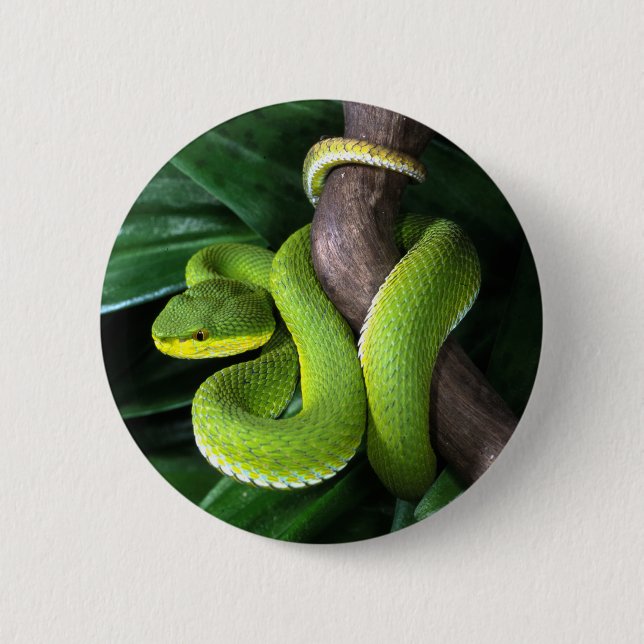 Rot-angebundenes Bambuspitviper Button (Vorderseite)