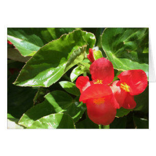 Rot auf Grün, Blume
