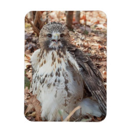 Rot band den verdoppelten Falken an Magnet