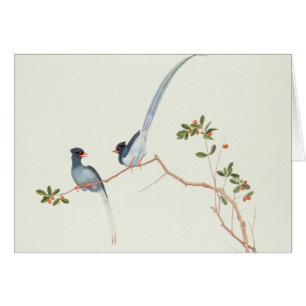 Rot-berechnete blaue Elster, Beeren eines