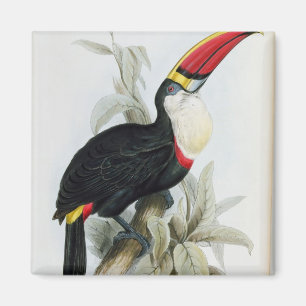 Rot-Berechnetes Toucan, von 'einer Monographie des Magnet