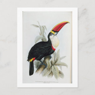 Rot-Billing Toucan, von 'A Monograph of the Rampha Postkarte