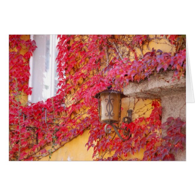 Rot-Blätter (Vorderseite (Horizontal))