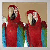 Rot, Blau, Grüne Macaws (Papageien)