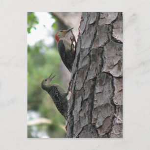 Rot-böse Postkarte für Männer und Flöhe
