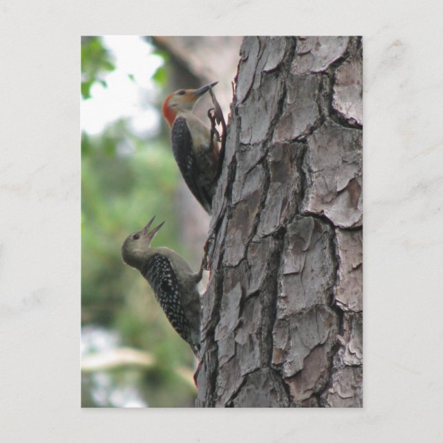 Rot-böse Postkarte für Männer und Flöhe (Vorderseite)