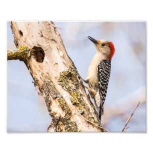 Rot-böse Woodpecker-Fotografie Fotodruck