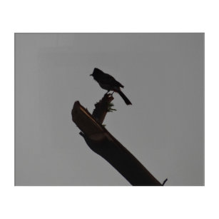 Rot-erfundenes Bulbul in Silhouette-Vogelfotografi Acryl Wandkunst