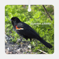 Rot-Flügel-Schwarzvogel-Ornament