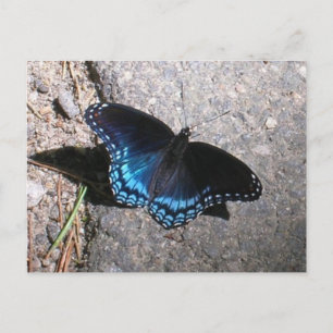 Rot gefleckter Admiral Schmetterling Postkarte