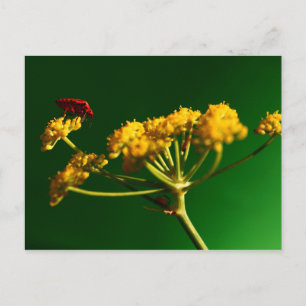 Rot - Gelb - Grün Postkarte