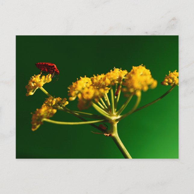 Rot - Gelb - Grün Postkarte (Vorderseite)