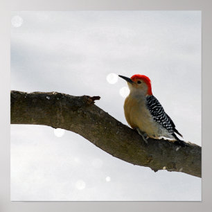 Rot-Gelb-Specker-Poster/Print Poster