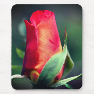 Rot-Gelbe Rosenknospe-Blumen Mousepad