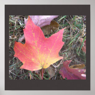 Rot Gelbes Herbstblatt Poster