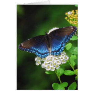Rot Gepunktet Lila - Schmetterling