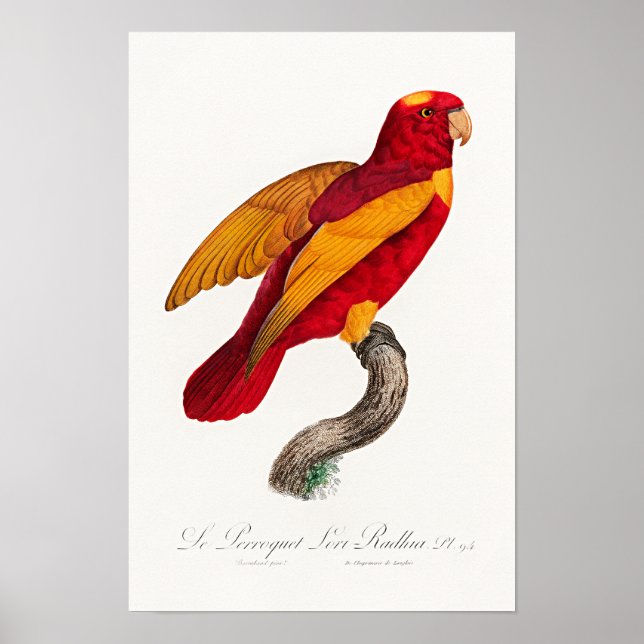 Rot-Gold-Lori, Poster (Vorne)