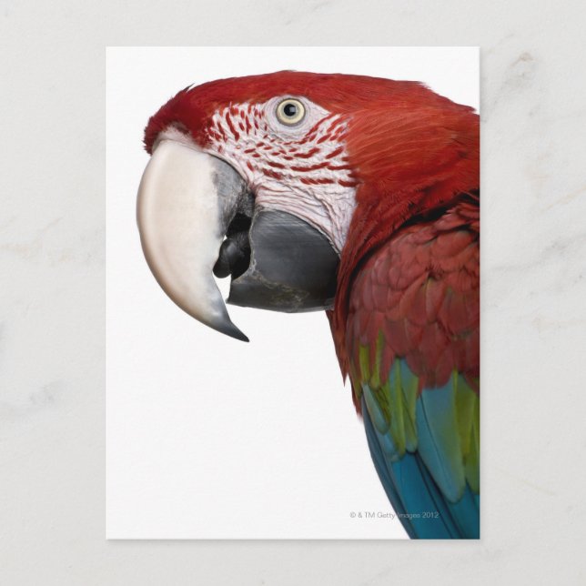 Rot-grüne Maca-Chloropterus Postkarte (Vorderseite)