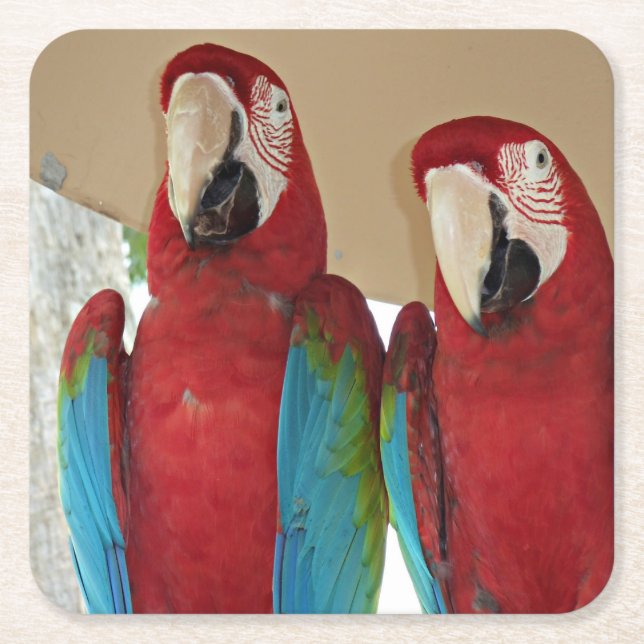 Rot-grüne Macaws (Papageien) Rechteckiger Pappuntersetzer (Vorderseite)