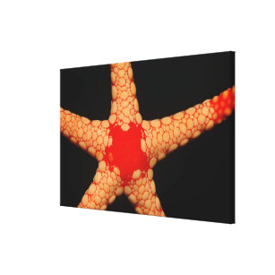 Rot-Masche Starfish (Fromia monilis), Malediven Leinwanddruck
