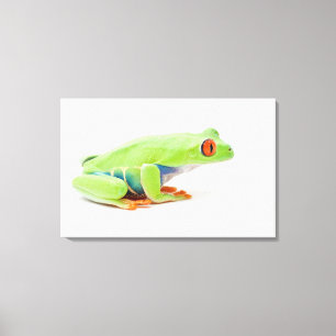 Rot-Mit Augen Baum-Frosch (Agalychnis Callidryas) Leinwanddruck