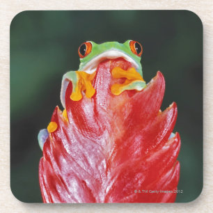 Rot-Mit Augen Baum-Frosch auf Blatt Getränkeuntersetzer