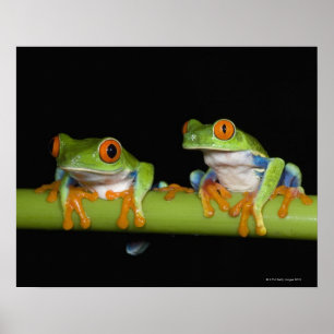 Rot-mit Augen Baum-Frösche (Agalychnis callidryas) Poster