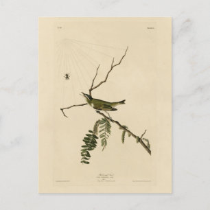 Rot-mit Augen Vireo von Audubons Vögeln in Amerika Postkarte