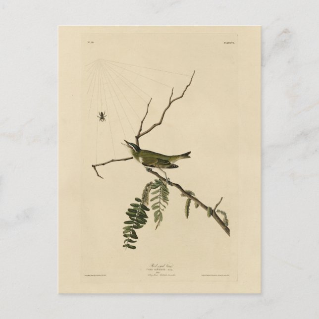 Rot-mit Augen Vireo von Audubons Vögeln in Amerika Postkarte (Vorderseite)